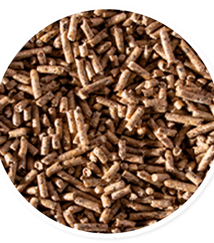 Alimentación Para Gallos Con Futuro Para Formar Ganadores 2