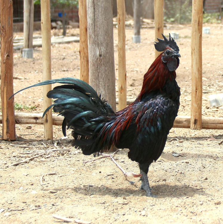 El Gallo Inglés Antiguo (Old English Game) Las Razas De Gallo Menos Apreciadas Razones Y Perspectivas