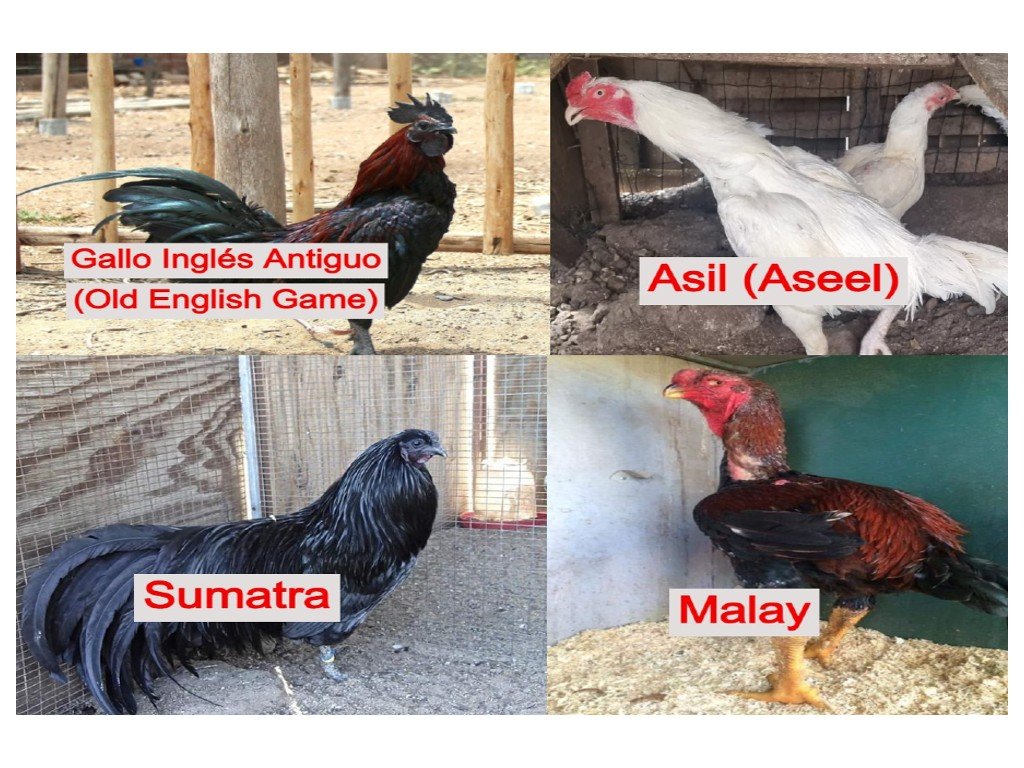 Las 4 Razas De Gallo Menos Apreciadas Razones Y Perspectivas Gallo Inglés Antiguo Old English Game, Sumatra, Asil Aseel, Malay