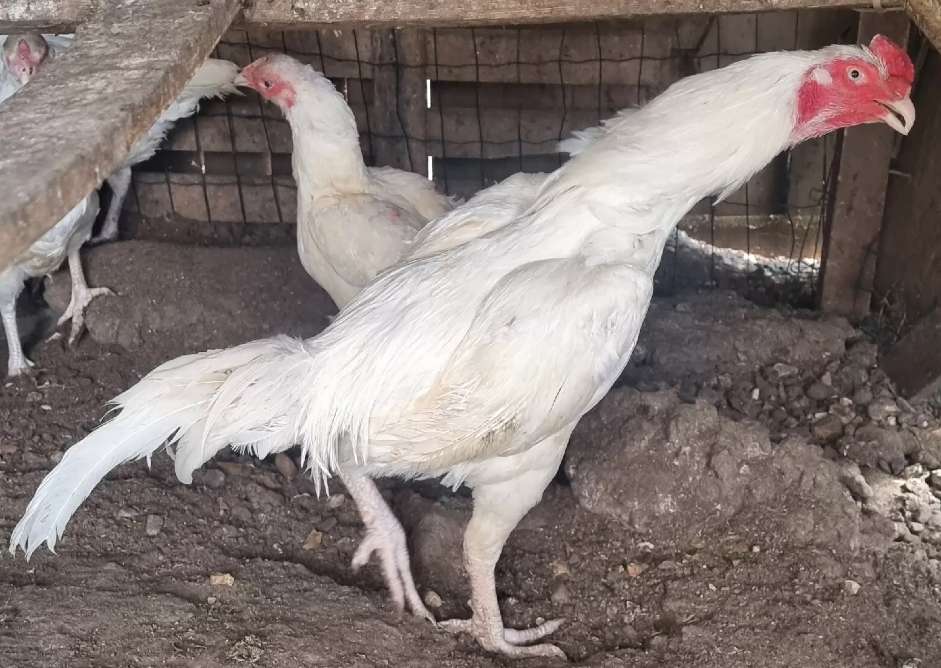 Las Razas De Gallo Menos Apreciadas Razones Y Perspectivas asil