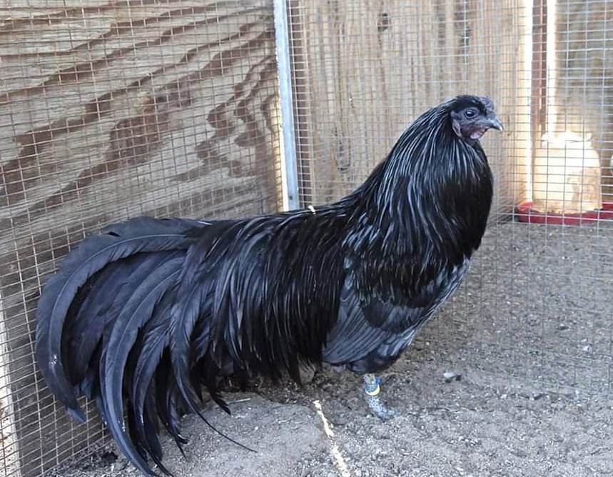 Las Razas De Gallo Menos Apreciadas Razones Y Perspectivas sumatra