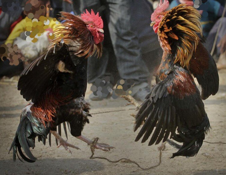 Peleas De Gallos En Puerto Rico Controversia Política Y ética