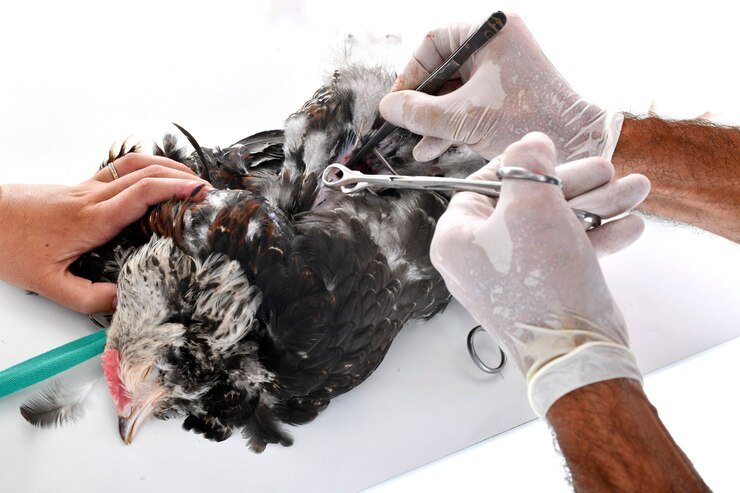 1 Manejo De Las Heridas De Tus Gallos Guía Detallada