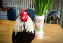 Cómo Cuidar las Plumas Consejos Para Mantenerlas Saludables