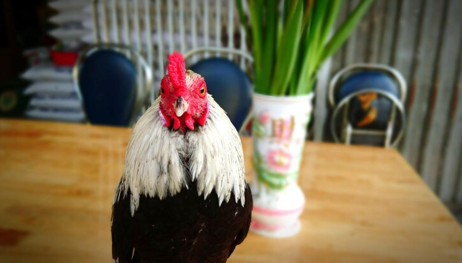Cómo Cuidar las Plumas Consejos Para Mantenerlas Saludables