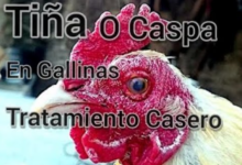 Como Eliminar La Tiña A Los Gallos De Combate