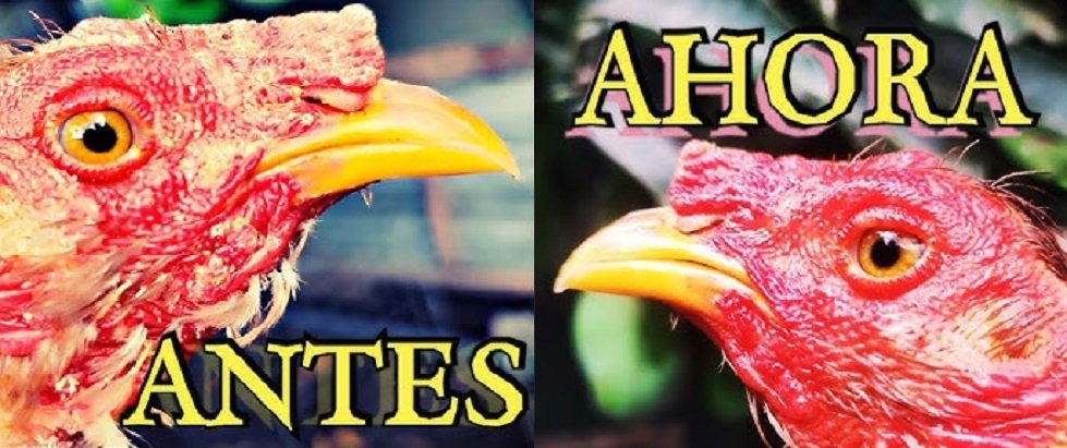 Como Eliminar La Tiña A Los Gallos De Combate