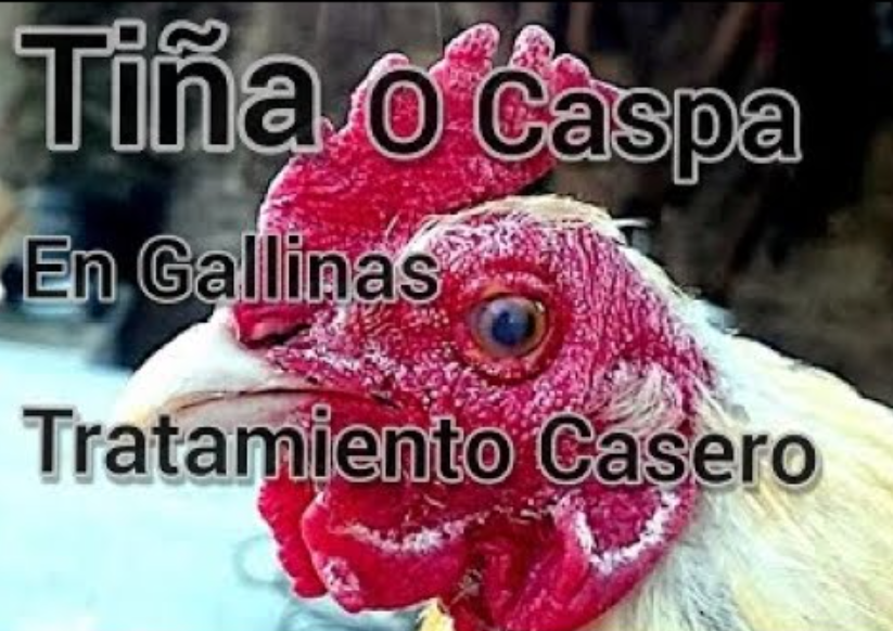 Como Eliminar La Tiña A Los Gallos De Combate
