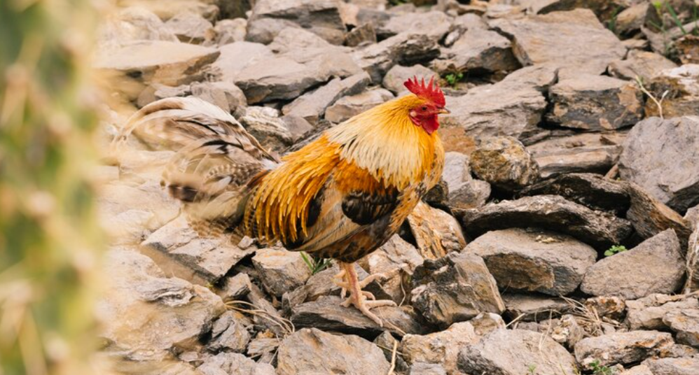 Cuidados Preventivos para Mantener un Gallo Saludable