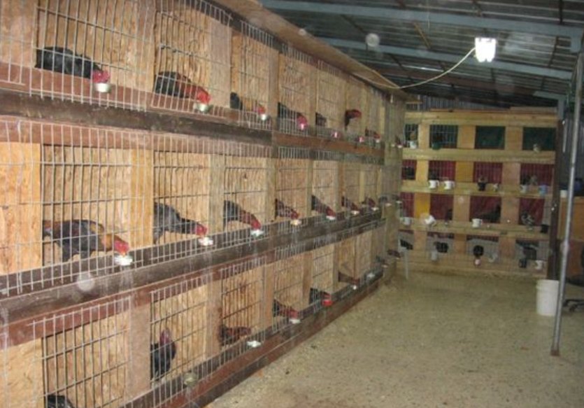 La Importancia del Confort en las Jaulas para Aves de Competencia 2