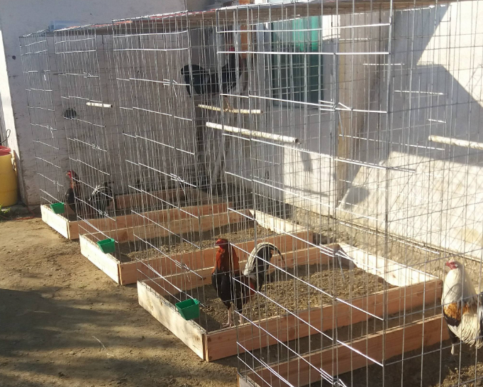 La Importancia del Confort en las Jaulas para Aves de Competencia 3