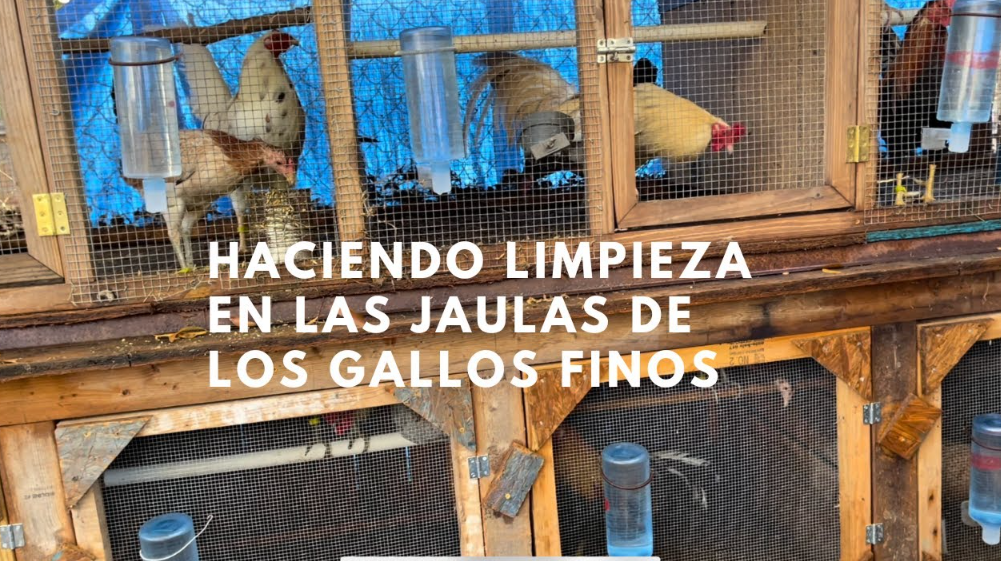 La Importancia del Confort en las Jaulas para Aves de Competencia limipeza de jaulas