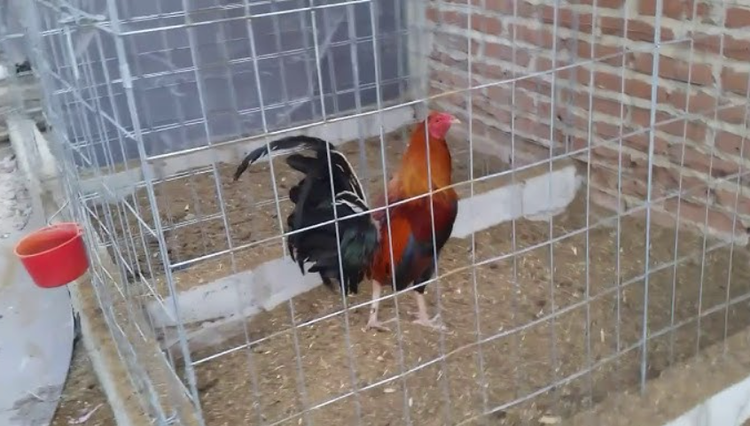 La Importancia del Confort en las Jaulas para Aves de Competencia