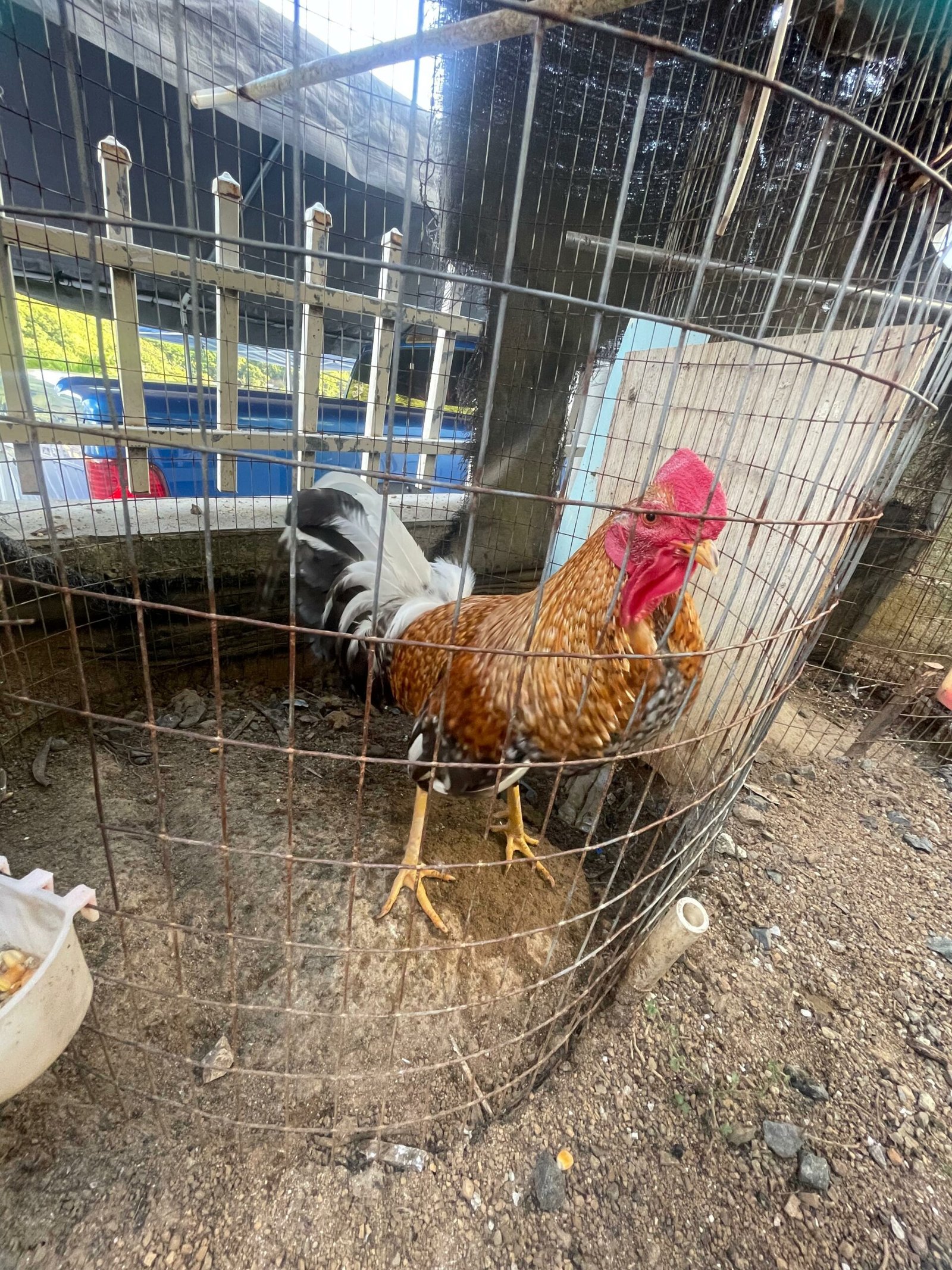 Camino Al Éxito Mundo Gallístico: Banca Los Rebeldes