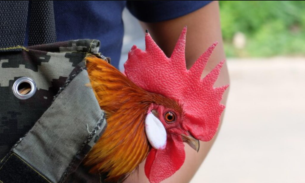 Para Qué Sirve La Cresta De Los Gallos Y Cual Es Su Uso