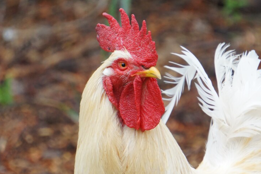 Para Qué Sirve La Cresta De Los Gallos Y Cual Es Su Uso 3