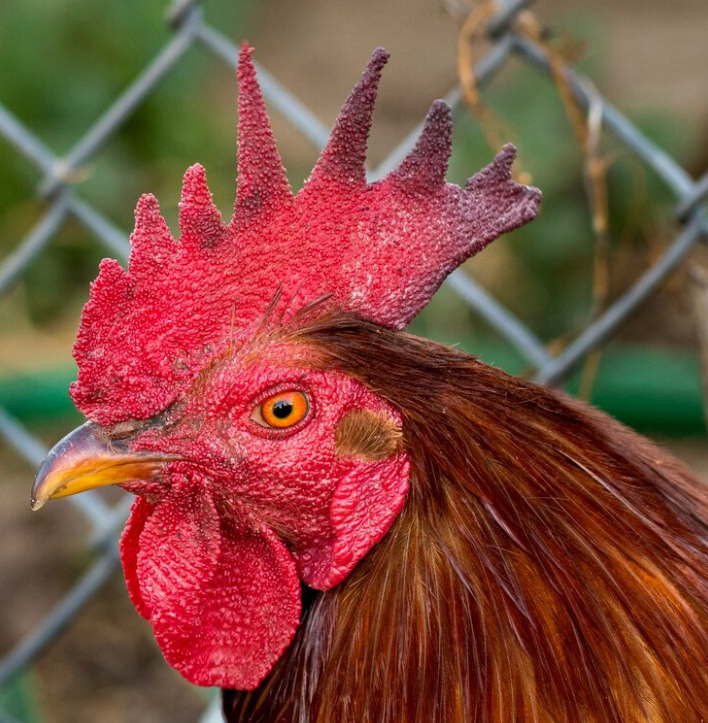 Para Qué Sirve La Cresta De Los Gallos Y Cual Es Su Uso 4