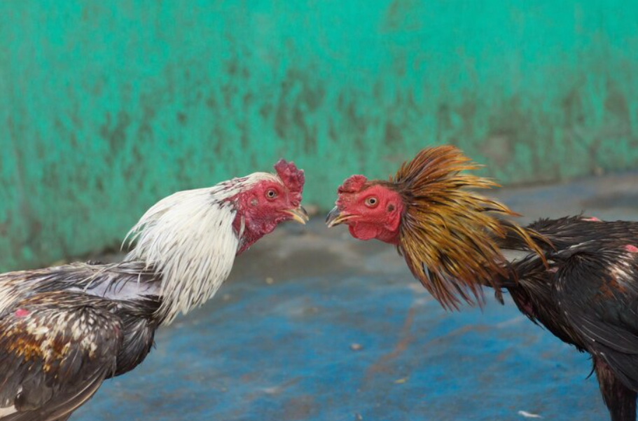 Para Qué Sirve La Cresta De Los Gallos Y Cual Es Su Uso 7