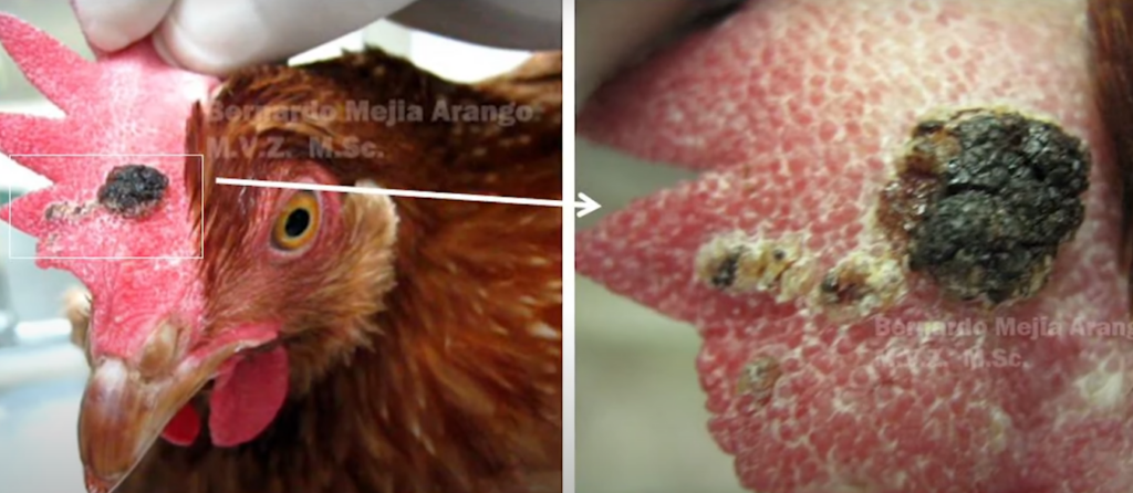 Viruela aviar Síntomas, especies afectadas, prevención y tratamiento (2)