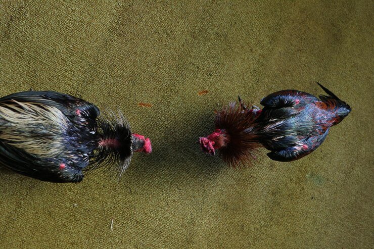 instinct 1048944 15614819