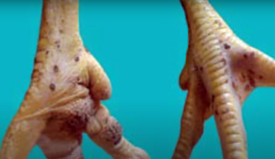 Tratamiento De Viruela En Aves: Síntomas Y Tratamiento