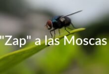 Cómo Puedo Evitar Las Moscas En El Gallinero