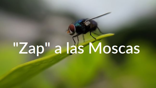 Cómo Puedo Evitar Las Moscas En El Gallinero