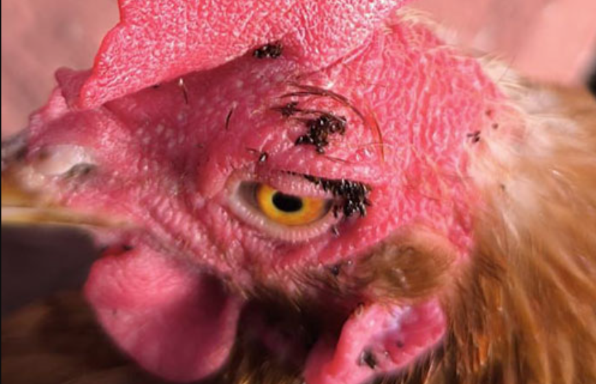 Como Se Controla Las Pulgas De Las Gallinas De Tu Gallinero 1