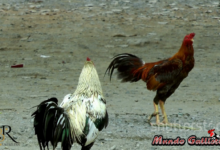 Entrevista Exclusiva Radyluis Y Su Pasión Por Los Gallos De Combate