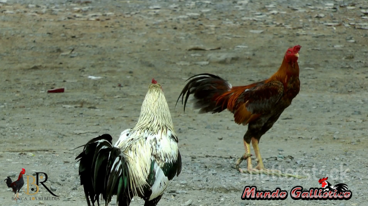 Entrevista Exclusiva Radyluis Y Su Pasión Por Los Gallos De Combate