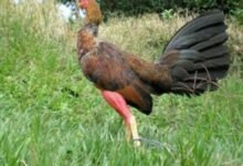 Uso De Suplementos Necesarios Para Un mejore Rendimiento Los Gallos De Combate