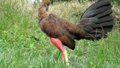 Uso De Suplementos Necesarios Para Un mejore Rendimiento Los Gallos De Combate