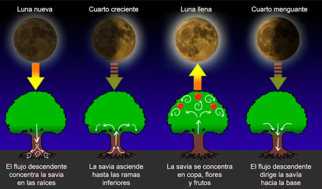 Cómo aprovechar la fase menguante