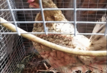 Cómo Curar Una Gallina O Gallo De Raza Que Está Pálido (2)