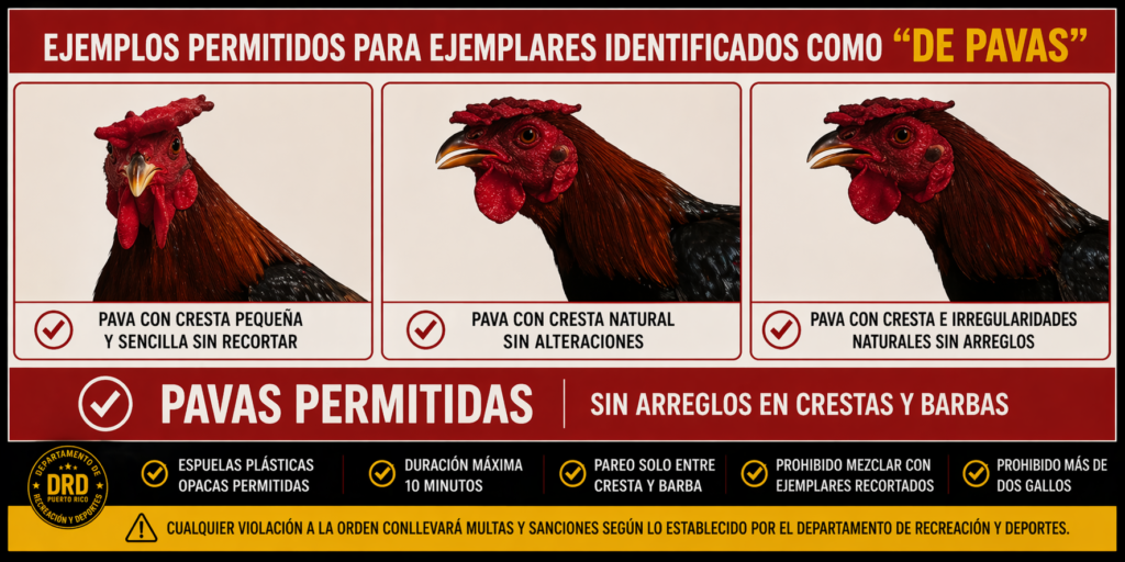 Ejemplos aceptados de cresta y barba PR 2026 con gallos naturales pavas sin recortes