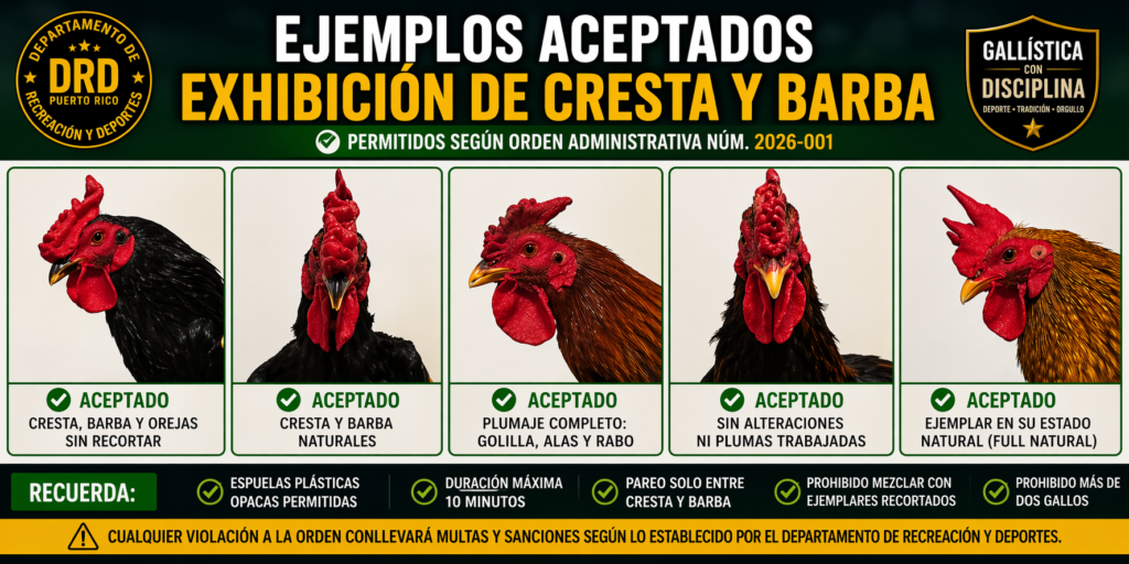 Ejemplos aceptados de cresta y barba PR 2026 con gallos naturales sin recortes