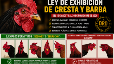 Exhibición De Cresta Y Barba En Puerto Rico Guía Operativa Completa